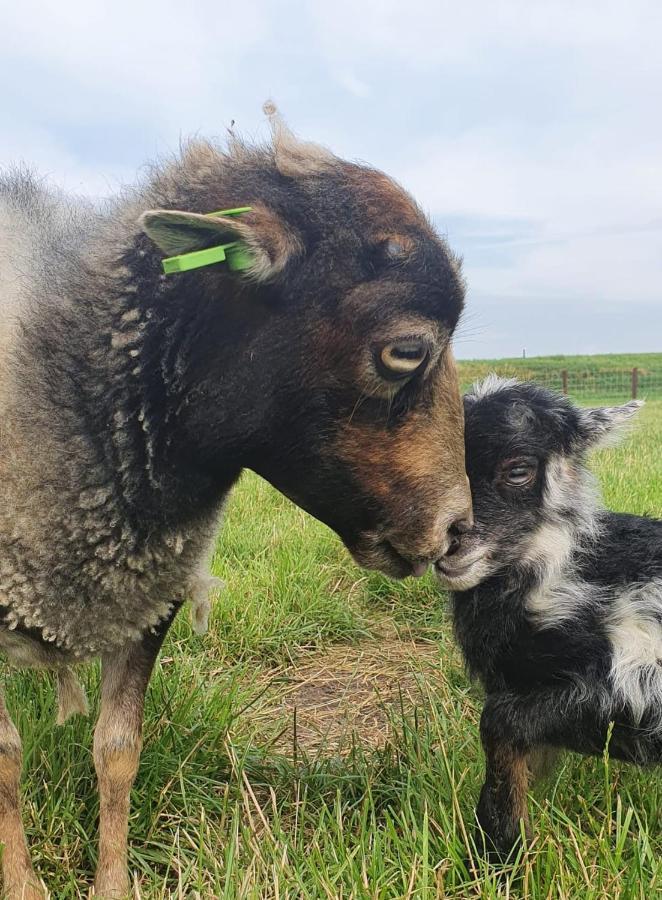Vakantieboerderij Huize Nuis Noordbeemster エクステリア 写真