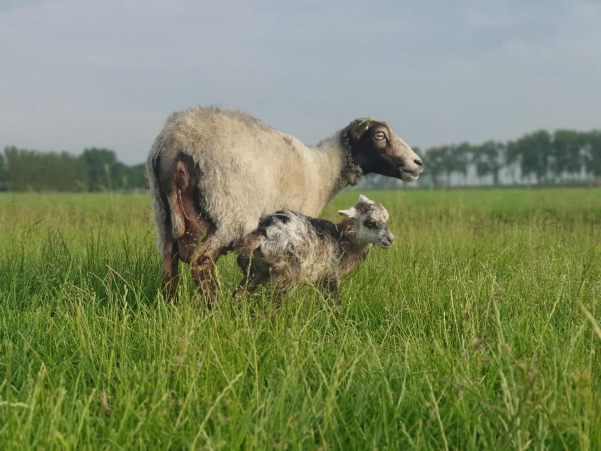 Vakantieboerderij Huize Nuis Noordbeemster エクステリア 写真